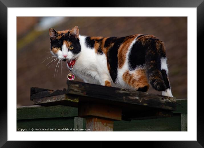 Bird Table + Cat. Framed Mounted Print by Mark Ward