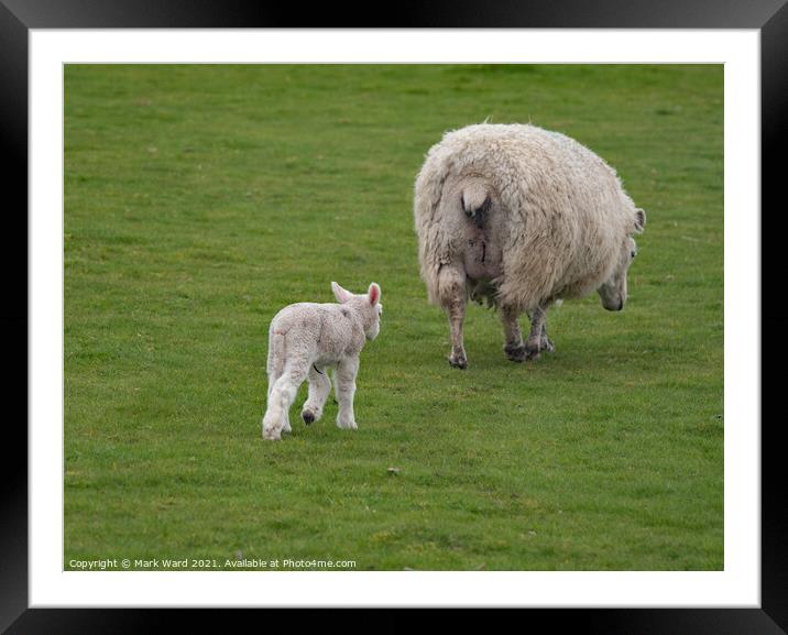 Lamb following Mother. Framed Mounted Print by Mark Ward