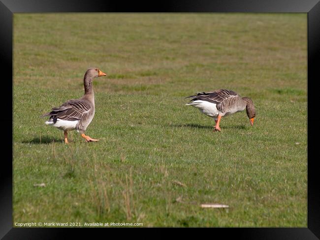 Greylag Geese in Sussex. Framed Print by Mark Ward