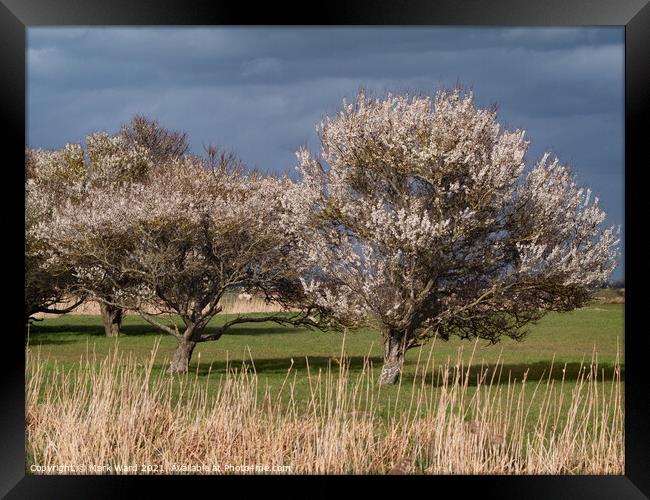 Signs of Spring. Framed Print by Mark Ward