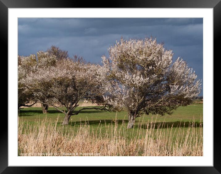 Signs of Spring. Framed Mounted Print by Mark Ward
