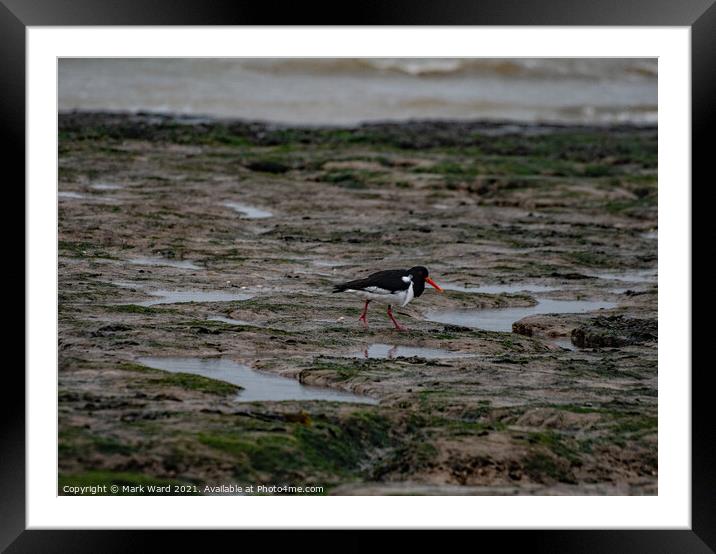 Oystercatcher at Pett Level. Framed Mounted Print by Mark Ward