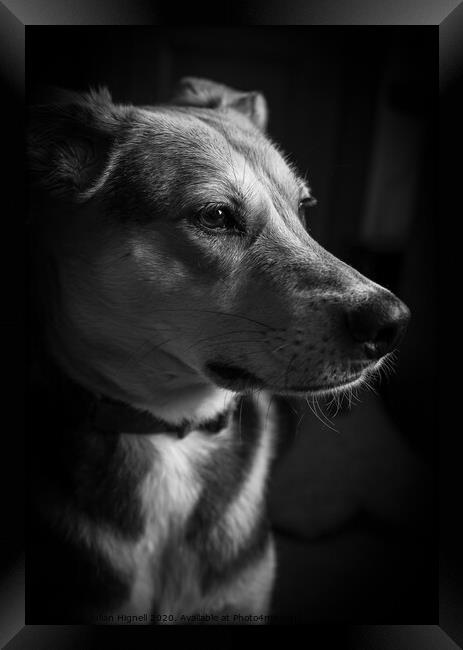 Portrait of a Dog Framed Print by Julian Hignell