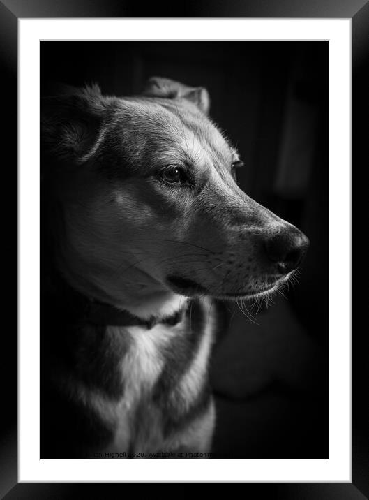 Portrait of a Dog Framed Mounted Print by Julian Hignell