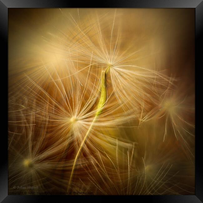 Dandelion Seed Framed Print by Julian Hignell