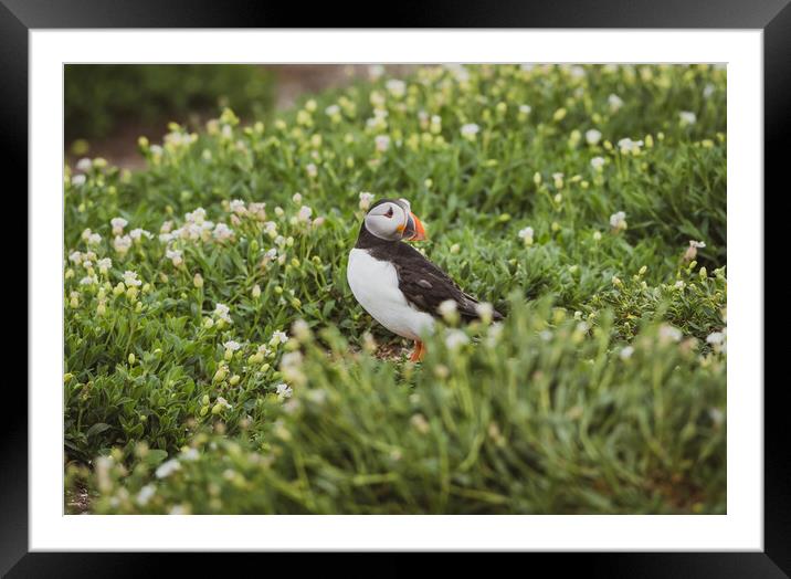 The Lone Puffin  Framed Mounted Print by Jonny Gios