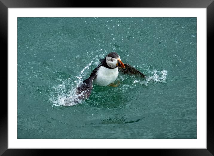 Puffin Take Off Framed Mounted Print by Jonny Gios