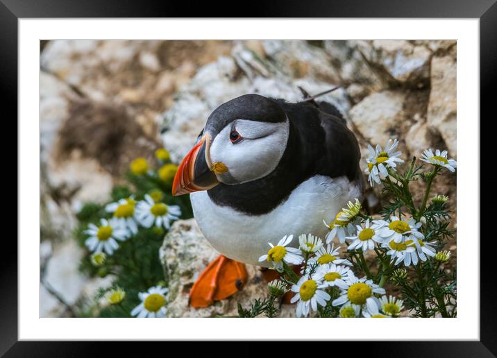 Puffin amongst flowers Framed Mounted Print by Jonny Gios
