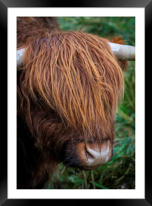 Highland Hair Framed Mounted Print by Jonny Gios