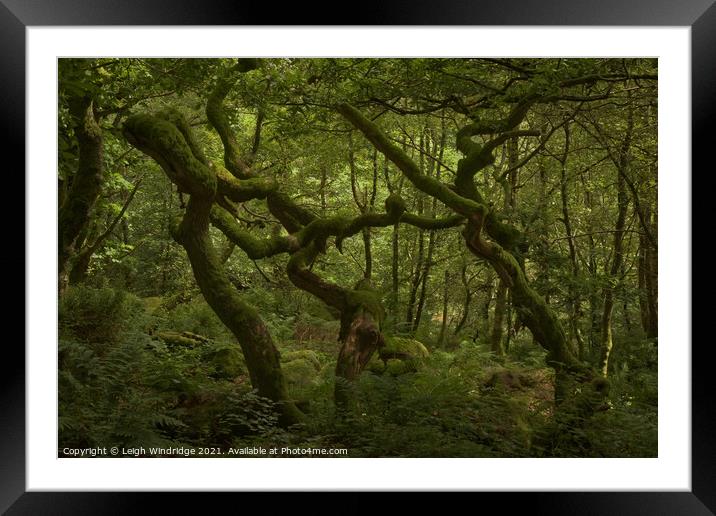 Living Trees Framed Mounted Print by Leigh Windridge