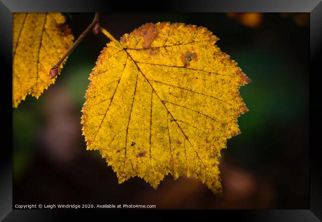 Autumn Leaves Framed Print by Leigh Windridge