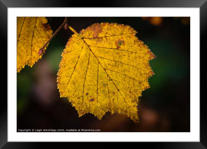 Autumn Leaves Framed Mounted Print by Leigh Windridge