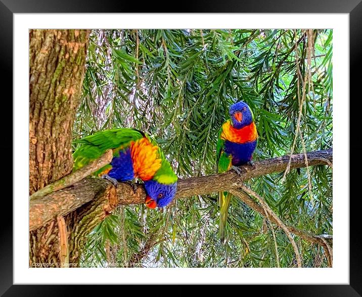 A colorful bird perched on a tree branch Framed Mounted Print by Gaynor Ball