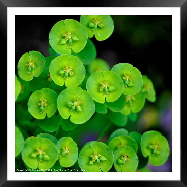 Green Framed Mounted Print by Gaynor Ball