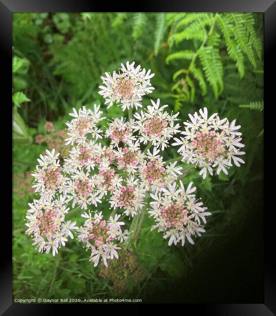 Flower Framed Print by Gaynor Ball