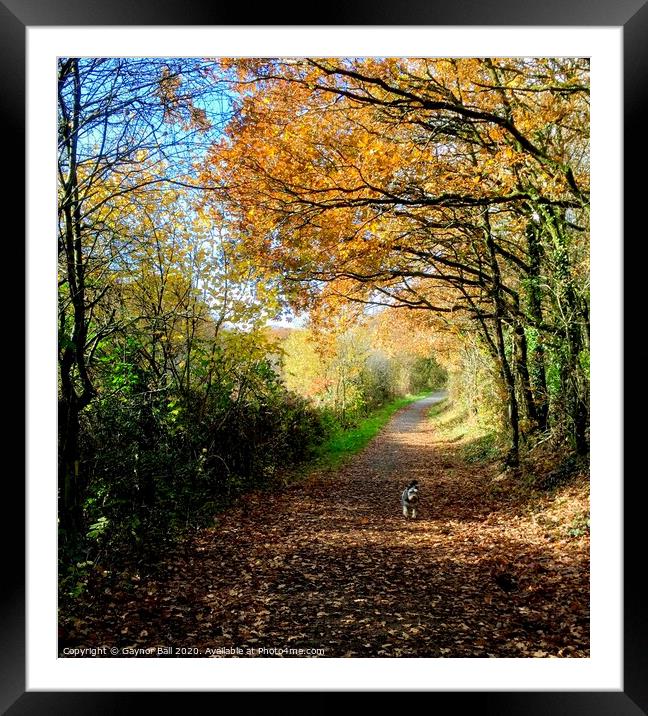 Autumn walk. Framed Mounted Print by Gaynor Ball