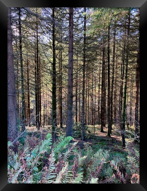 Shadowy pine woods  Framed Print by Gaynor Ball