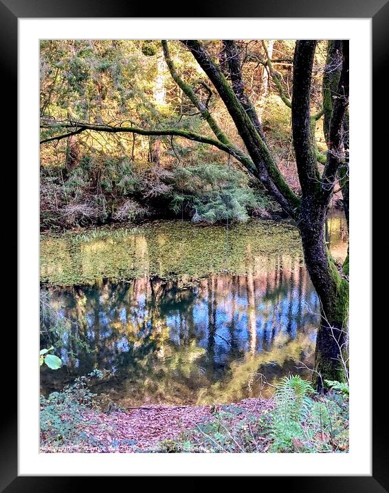 Hidden Forestry pool Framed Mounted Print by Gaynor Ball