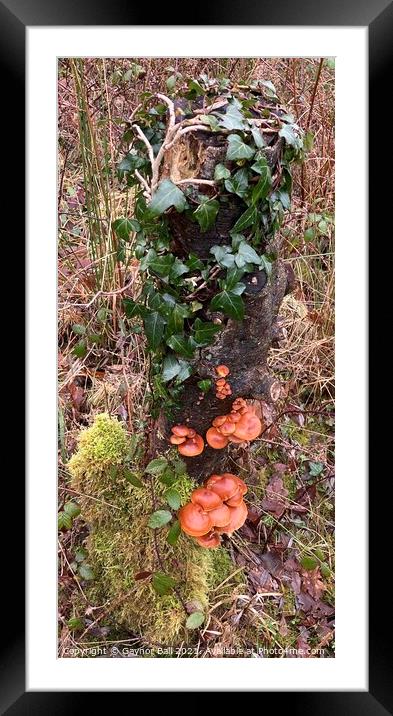 Fungus on an ivy covered stump. Framed Mounted Print by Gaynor Ball