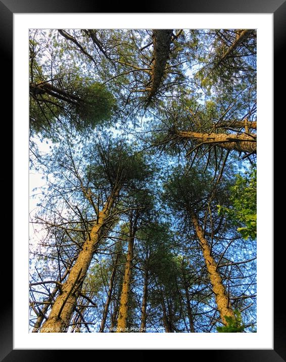 A different perspective  Framed Mounted Print by Gaynor Ball