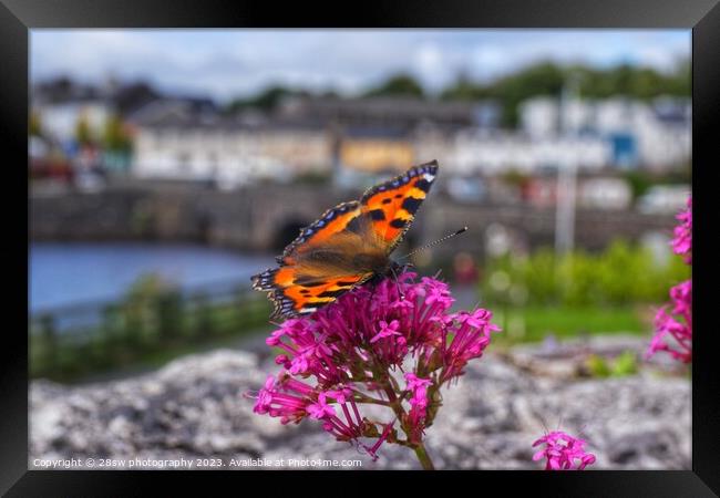 The Newport Butterfly. Framed Print by 28sw photography