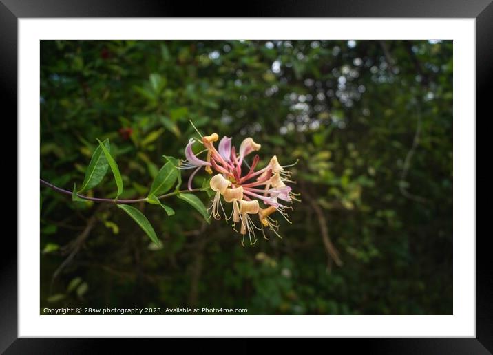 Honeysuckle Beauty - (Colour.) Framed Mounted Print by 28sw photography