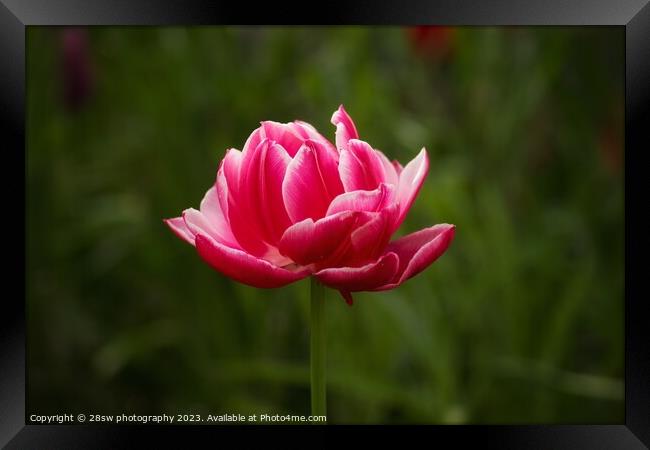 A last Rose of April Framed Print by 28sw photography