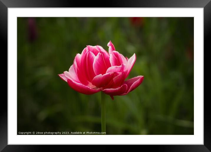 A last Rose of April Framed Mounted Print by 28sw photography