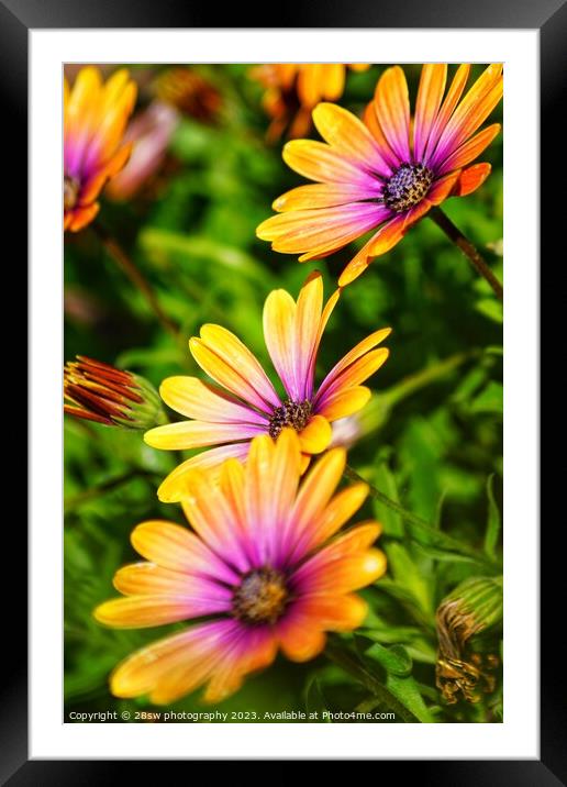 The Rainbow, The Arts of Nature. Framed Mounted Print by 28sw photography