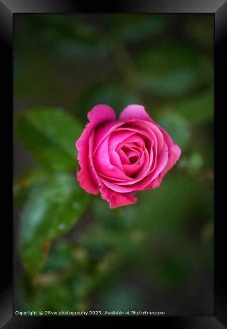 Simplicity of Rose. Framed Print by 28sw photography
