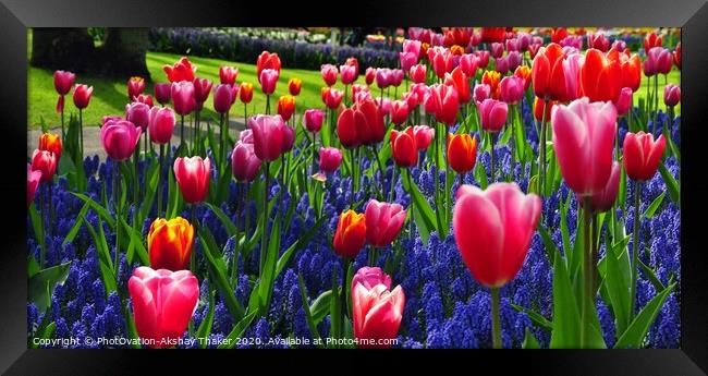 A group of attractive pink and purple flowers in the Keukenhof ornamental garden Framed Print by PhotOvation-Akshay Thaker