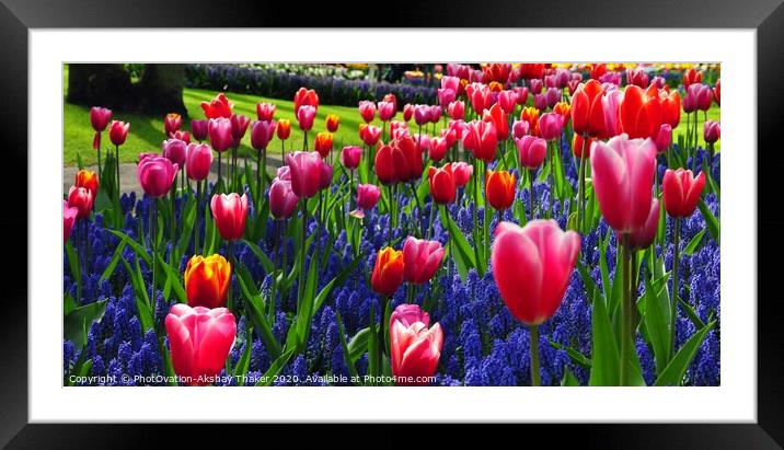 A group of attractive pink and purple flowers in the Keukenhof ornamental garden Framed Mounted Print by PhotOvation-Akshay Thaker