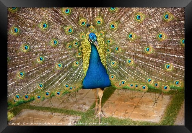 Beautiful Peacock with it feathers all spread out  Framed Print by PhotOvation-Akshay Thaker