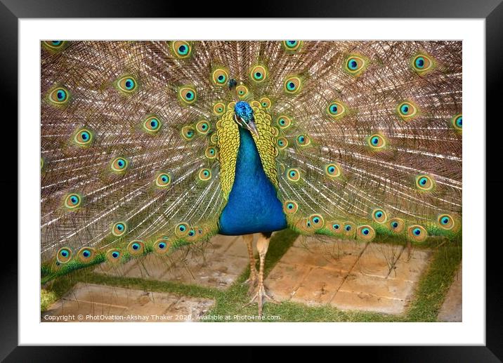Beautiful Peacock with it feathers all spread out  Framed Mounted Print by PhotOvation-Akshay Thaker