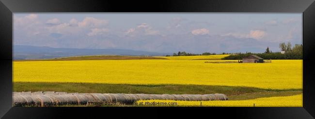 A very large prominent yellow colored canola field Framed Print by PhotOvation-Akshay Thaker