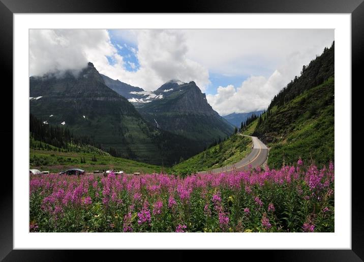The purple flowers in glacier national park Framed Mounted Print by PhotOvation-Akshay Thaker