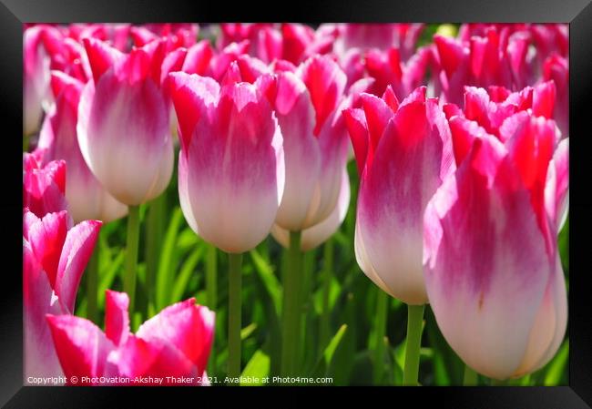 Wonderful close up of a beautiful pink Tulips in Keukenhof Garden Framed Print by PhotOvation-Akshay Thaker