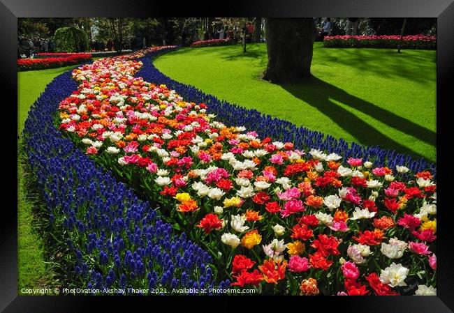 An attractive pink and purple flowers bed in the Keukenhof ornamental garden Framed Print by PhotOvation-Akshay Thaker