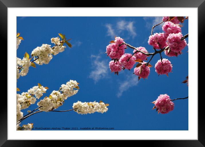 Springs in the sky. Pink and white cherry blossom  Framed Mounted Print by PhotOvation-Akshay Thaker