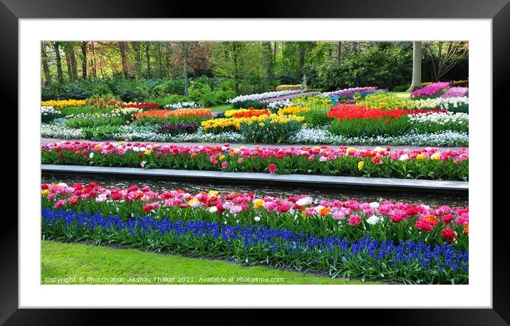 The ornamental flower Garden in Keukenhof Netherlands Europe. Framed Mounted Print by PhotOvation-Akshay Thaker