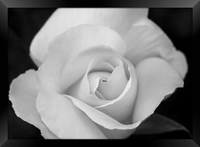 Petals of a large white rose with black background Framed Print by Vicen Photo