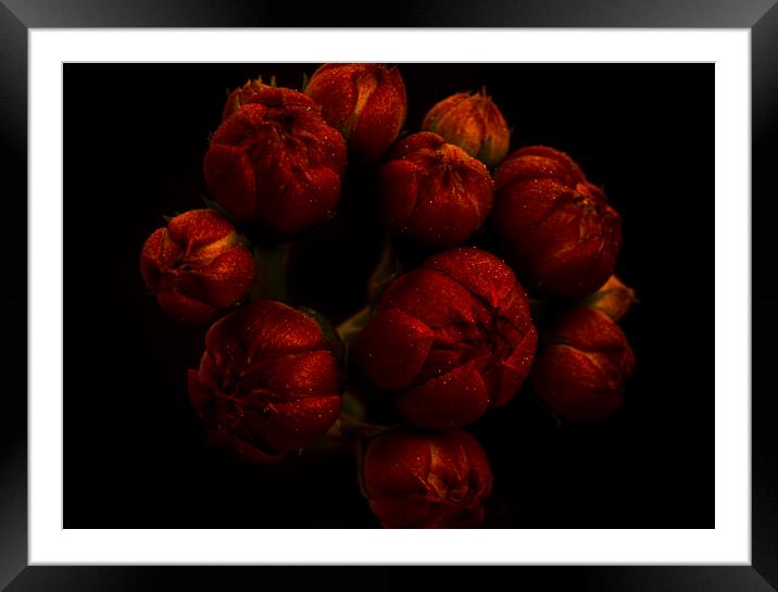 The exotic flower of the Kalanchoe with black background Framed Mounted Print by Vicen Photo