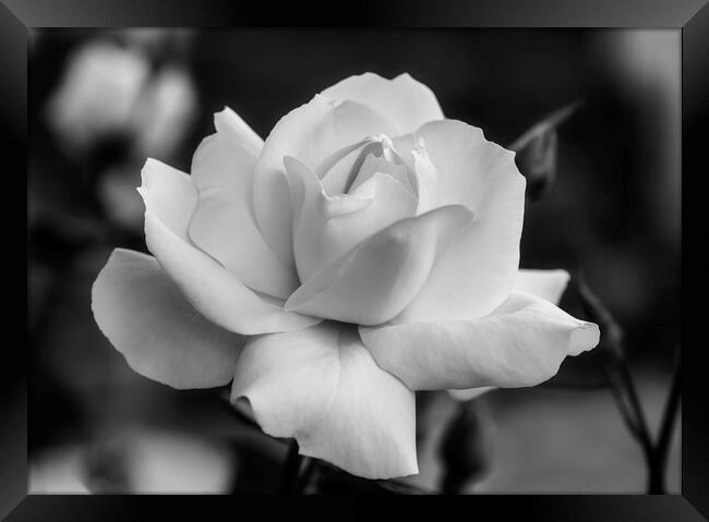 A nice white rose in the garden in black and white Framed Print by Vicen Photo
