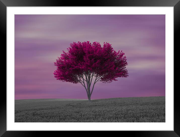 A lone purple tree in the field Framed Mounted Print by Vicen Photo