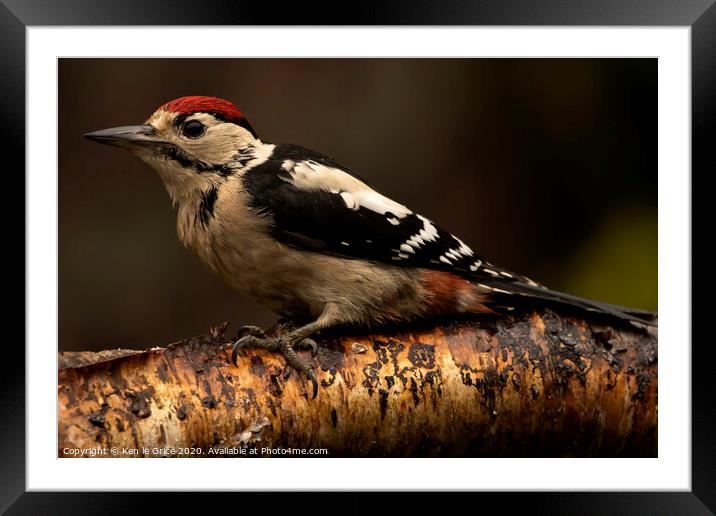 Juvenile Great Spotted Woodpecker Framed Mounted Print by Ken le Grice
