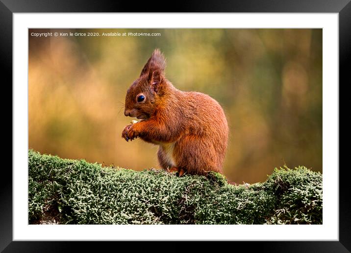 Red Squirrel foraging for food Framed Mounted Print by Ken le Grice