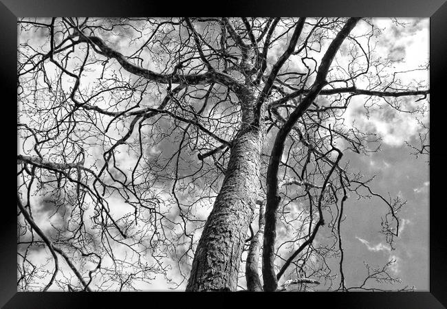 Looking up a Tree Framed Print by  