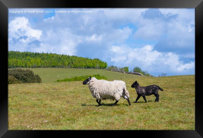 Sheep and lamb running in Spring Framed Print by Geoff Smith
