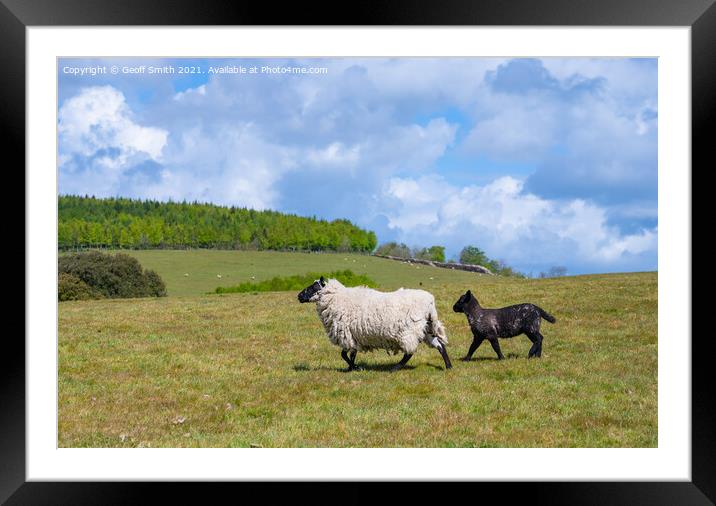 Sheep and lamb running in Spring Framed Mounted Print by Geoff Smith
