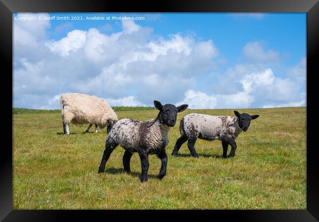 Pair of young Spring lambs Framed Print by Geoff Smith